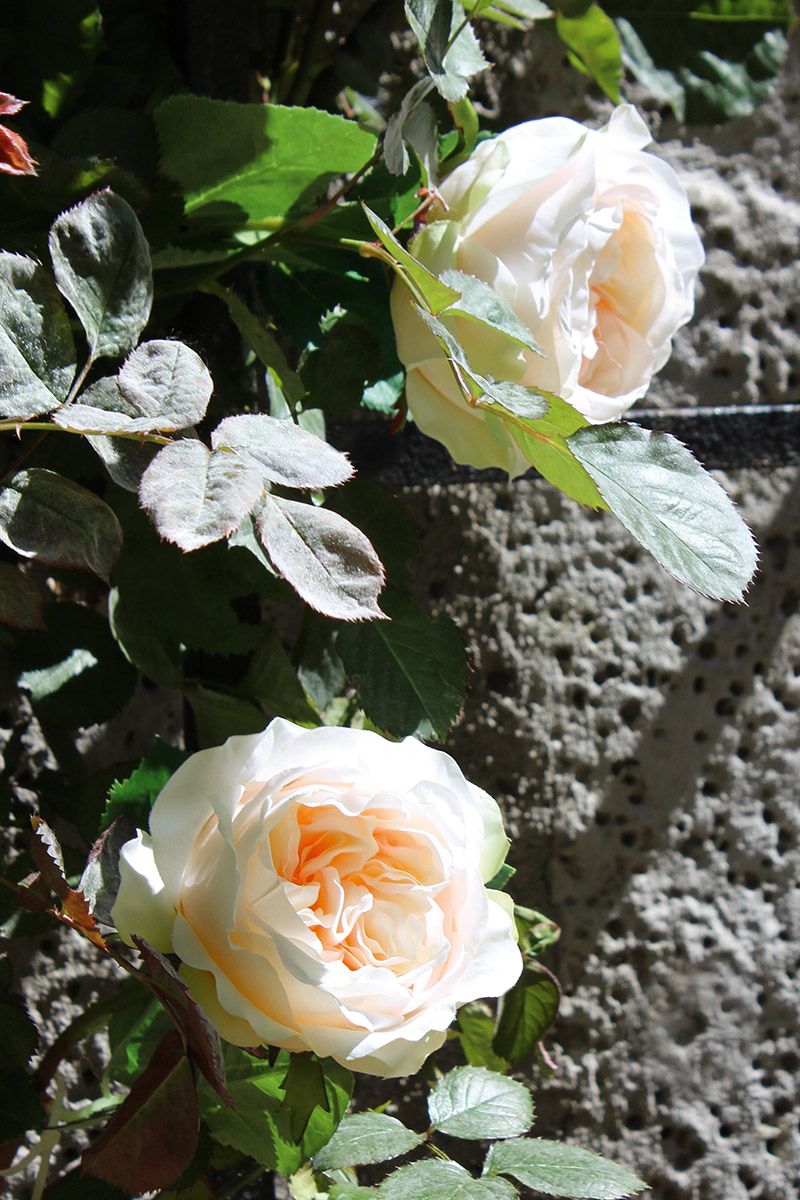 Роза кремово-розовая декоративная