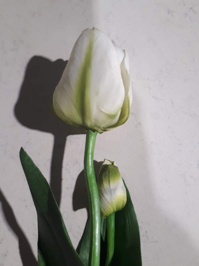 Тюльпан светло-зеленый "Smally" 34 см